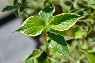 Variegated Weigela