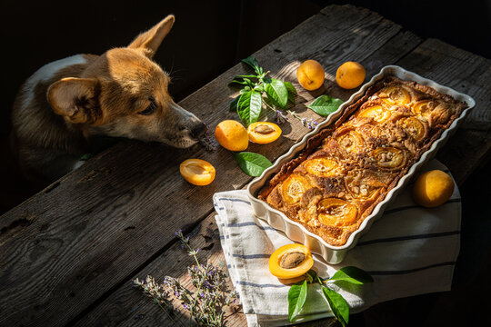Corgi dog sniffing apricots and apricot and frangipane tart in rectangular ceramic baking form on old wooden table.