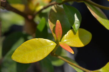 Star jasmine