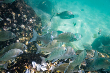 Fototapeta na wymiar School of Bream fish in shallow blue water perfect for fishing