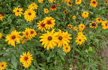 yellow flowers in the field