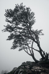 landscape with trees on a cliff in the mountains during fog. 
