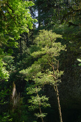 trees in the woods