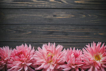 Beautiful pink dahlias flowers on rustic wood, flat lay with space for text. Seasons greeting card template. Autumn flowers border on dark wooden background. Autumn in countryside © sonyachny