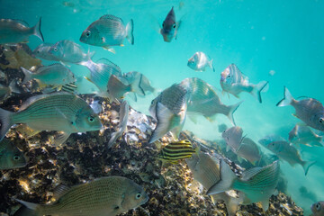 School of Bream fish in shallow blue water perfect for fishing