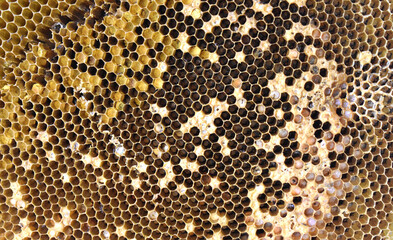 A close-up shot of a honeycomb is perfect for background applications.