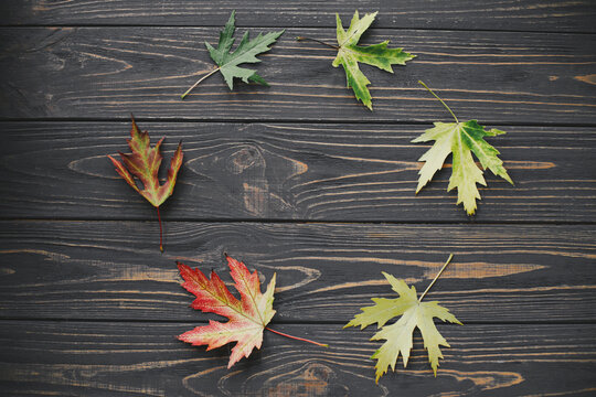 Changing seasons and time concept. Maple leaves in circle from green to yellow and red colors on dark rustic wood flat lay. Leaves life cycle. Hello autumn. Fall leaf