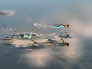 Nahaufnahme von zwei blaue Libellen die zur Paarung und Ablage der Eier an einer unter der...