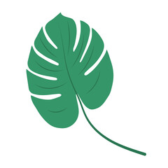 Monstera Deliciosa leaf, herbal element. Can be used as an isolated sign, symbol or icon. Botanical plant flat vector monstera.