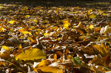 mattress of dry yellow leaves fallen from the trees