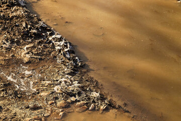 A frozen puddle with ice and the ground in autumn or winter