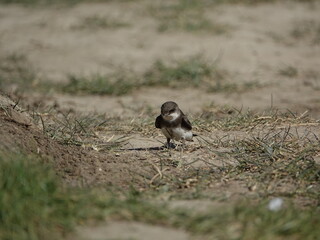 European sand martin (Riparia riparia)  searching for nest building material
