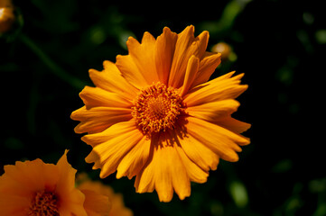 Yellow flower. Bright background. Good emphasis on summer.