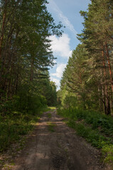The road through the forest