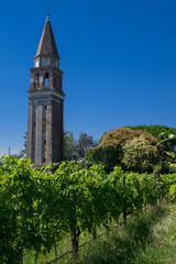 Fototapeta na wymiar old Dorona vineyard of Venice, a native Venetian grape