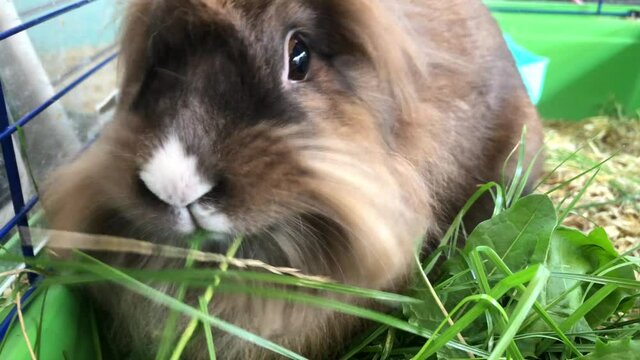 Zwergkaninchen beim fressen.