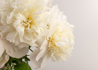 white peony flower isolated on light background