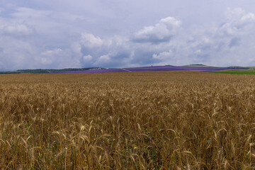 Naklejka premium Grain field at the day light with blue sky