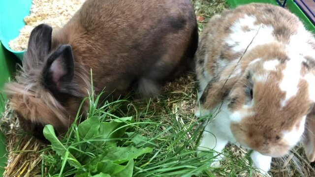 Zwergkaninchen beim fressen.