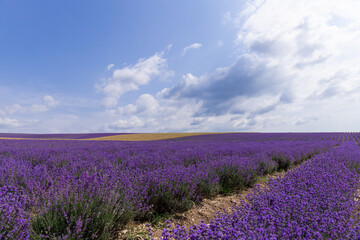 Plakat Blooming lavender in the summer. lavender blooming scented flowers.