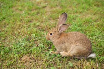 Naklejka na ściany i meble Young red rabbit on the green grass. Easter bunny in the garden. Summertime. Space for copy.