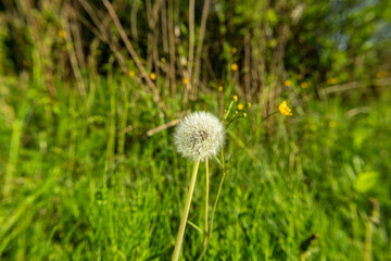 Wonderful, lonely dandelion flower with white flakes growing in the tall, green grass