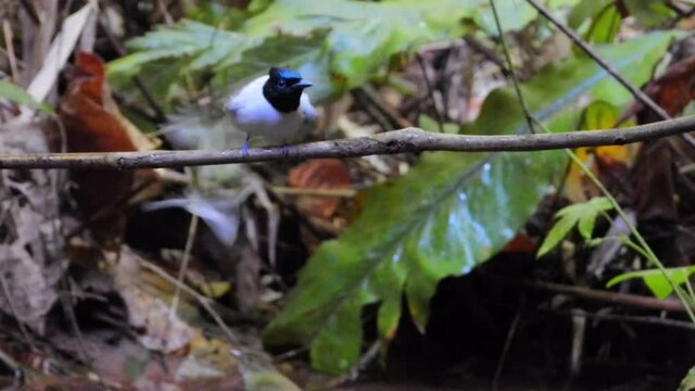 Asian Paradise-flycatcher bird in the nature and take a bathe.
