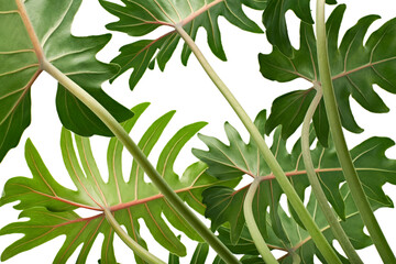 Philodendron Xanadu, Xanadu leaves  isolated on white background, with clipping path