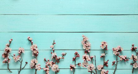 Beautiful pink flowering branches on blue wooden background. Springtime concept. Flat lay, top view