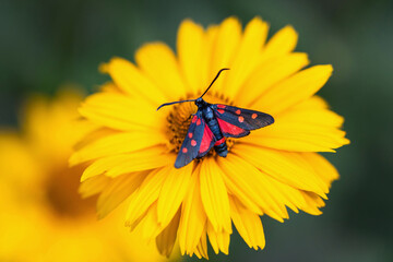 Five-Spot Burnet moth, Zygaena trifolii