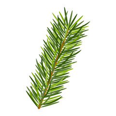 Pine branch in white background. Evergreen forest plants. Vector spruce branch. Realistic spruce in flat style. Natural art decoration. 