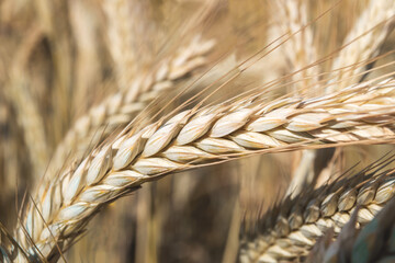 Ripe wheat field, spikelets close-up. Wheat spikelets are ready to harvest. Farm concept