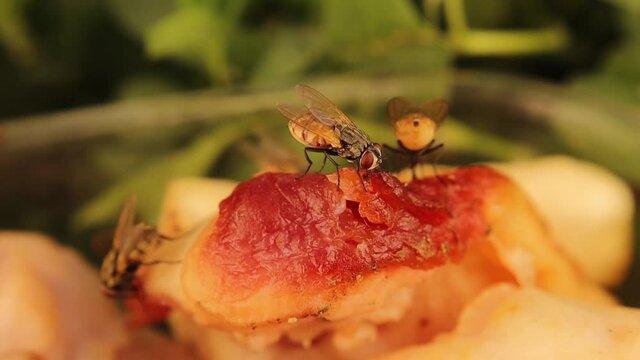 Entomology.
Flies on fresh meat.
After 10 sec, Haltere is seen vibrating under the wing.
At 43 sec, Difference in size between the house fly and the green bottle fly appears as they clean themselves
