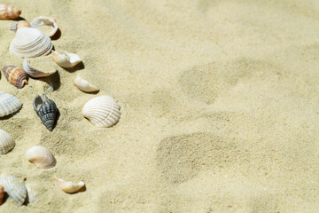 Fototapeta na wymiar Seashells on the sand with space for text. Sandy beach with shells. Holidays by the sea, vacations