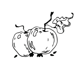 Apples, apple seeds and leaves. Vector on a white background. 