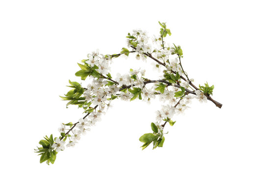 Cherry tree branch with beautiful blossoms isolated on white © New Africa