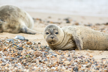 Naklejka premium Grey seal pup on the beach. Cute animal portrait image.
