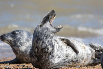 Soprano seal. Beautiful wild animal with mouth wide open.