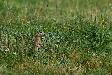 Naklejka na ściany i meble European ground squirrel in grass