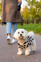 Maltese dog  dressed in a sweater walks with the hostess in an autumn pack .