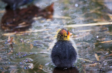 A Coot with a chick in a Park, Ziegeleipark Heilbronn, Germany, Europe -