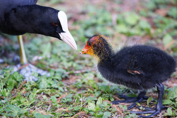 A Coot with a chick in a Park, Ziegeleipark Heilbronn, Germany, Europe -