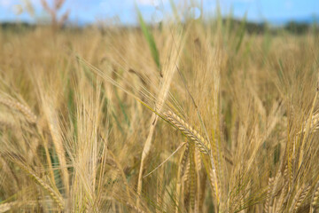 summer flora in blossom