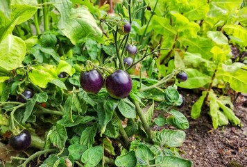 Black tomato, indigo rose in garden.