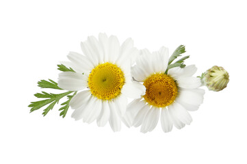 Beautiful chamomile flowers with green leaves on white background