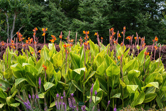 Beautiful variegated canna that blooms in summer.