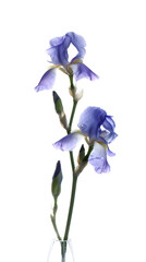Fototapeta na wymiar Beautiful irises isolated on white. Spring flower