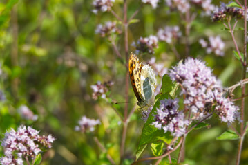 Silver-washed Fritillary butterfly (Argynnis paphia) sitting on light pink flower in Zurich, Switzerland