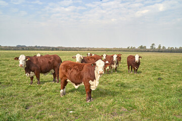 Fototapeta na wymiar Curious cows in a field on a farm. Cows Herding by the Farm