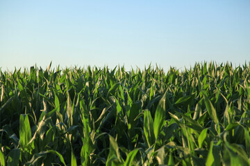 Obraz premium green field